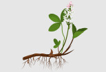 I will draw a botanical illustration: plants, flowers 12 - kwork.com