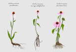 I will draw a botanical illustration: plants, flowers 11 - kwork.com