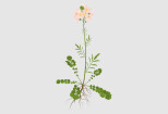 I will draw a botanical illustration: plants, flowers 10 - kwork.com