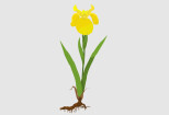 I will draw a botanical illustration: plants, flowers 9 - kwork.com